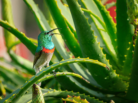 aloek Photo by Jean van der Meulen from Pexels